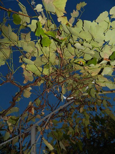 DSCN7879 - NOIEMBRIE 2013