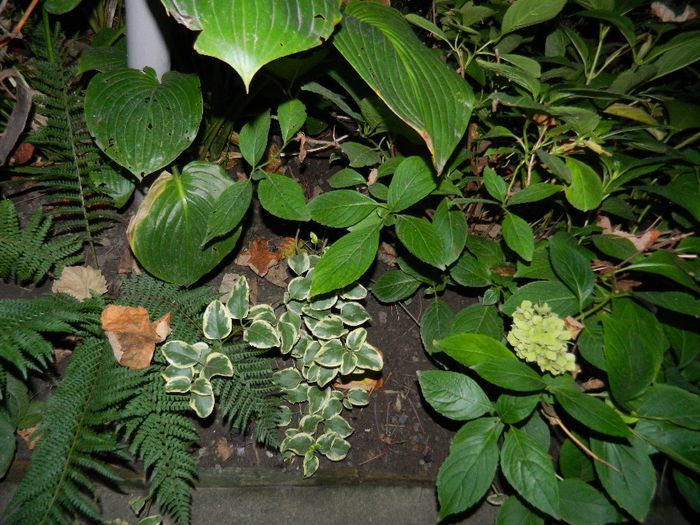 DSCN7880 - NOIEMBRIE 2013