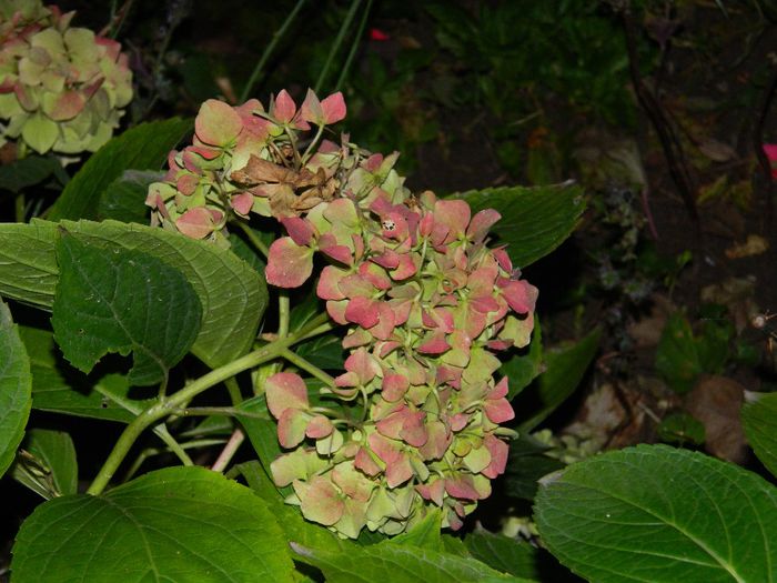 DSCN7883 - NOIEMBRIE 2013