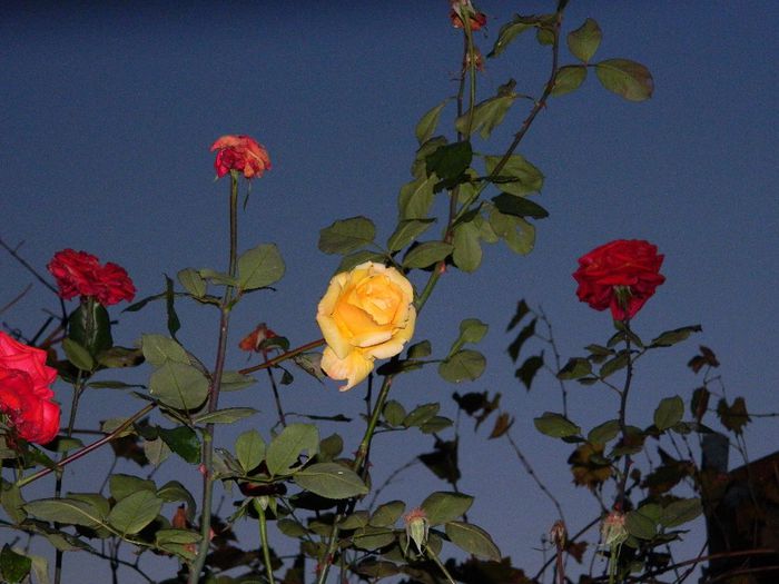 DSCN7893 - NOIEMBRIE 2013