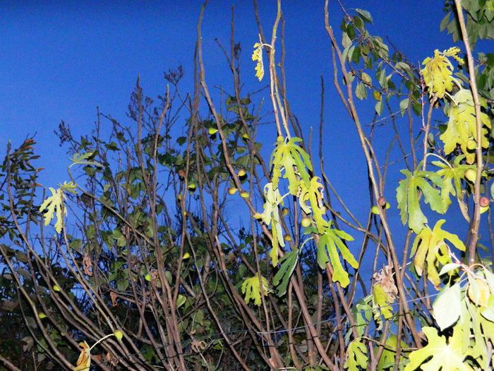 DSCN7895 - NOIEMBRIE 2013