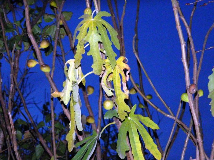 DSCN7896 - NOIEMBRIE 2013