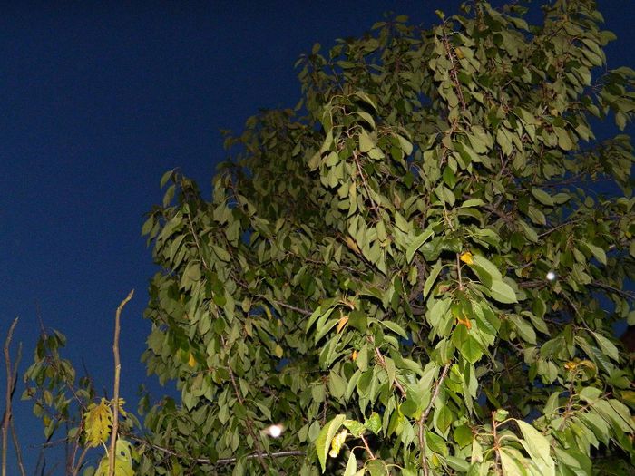 DSCN7899 - NOIEMBRIE 2013