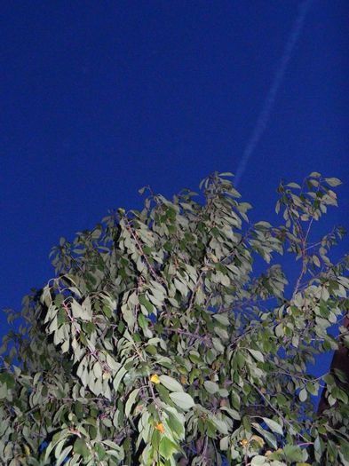 DSCN7902 - NOIEMBRIE 2013