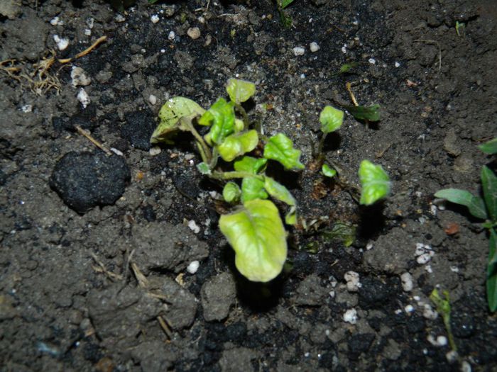 DSCN7904 gherbera - NOIEMBRIE 2013