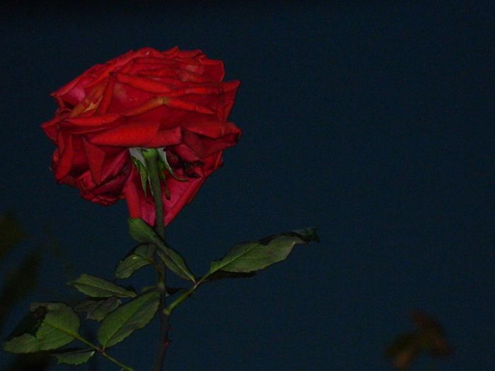 DSCN7918 - NOIEMBRIE 2013