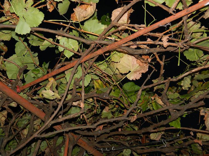 DSCN7921 - NOIEMBRIE 2013