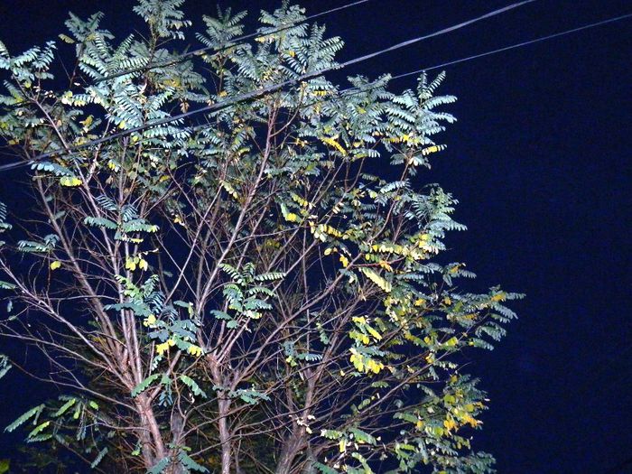 DSCN7931 - NOIEMBRIE 2013