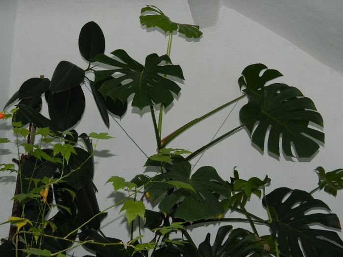 DSCN7944 - NOIEMBRIE 2013