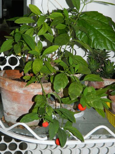 DSCN7951 - NOIEMBRIE 2013