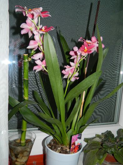 DSCN7955 - NOIEMBRIE 2013