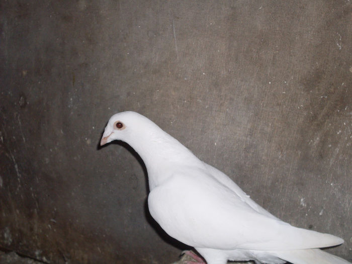 SDC12181 - 7 porumbei albii