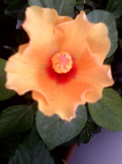 Fotografie9088 - hibiscusi 2013-5