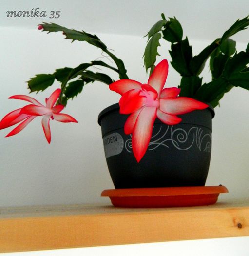 DSCN1761 - SCHLUMBERGERA