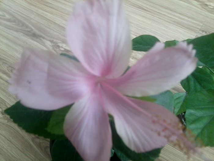 Fotografie9123 - dainty white si dainty pink