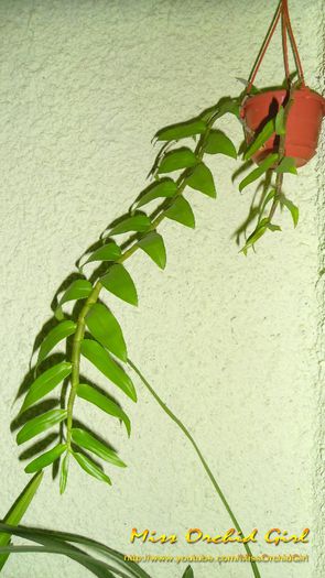 Dendrobium Anosmum x Den. Cretaceum; Achizitie - 08.13
