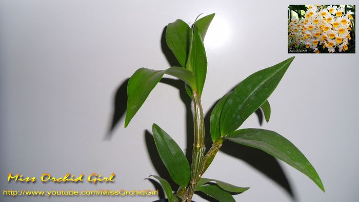 Dendrobium Thyrsiflorum; Achizitie - 10.13
