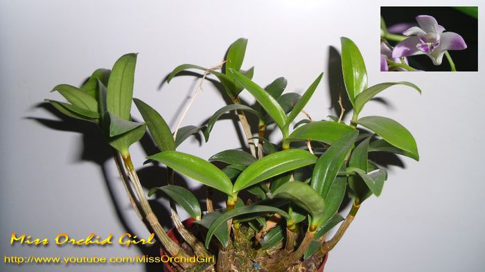 Dendrobium Kingianum; Achizitie - 10.13
