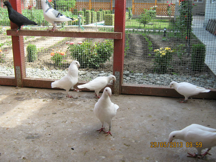 Picture 064