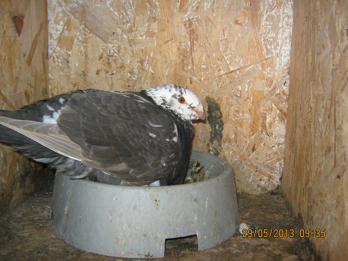 Picture 017