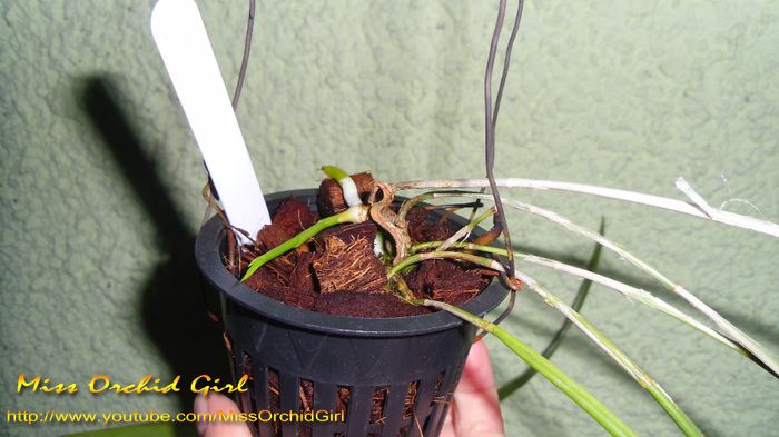 Un nou psb - Brassavola Cucullata