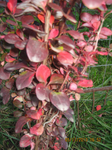 cu verdele crud din gradina.