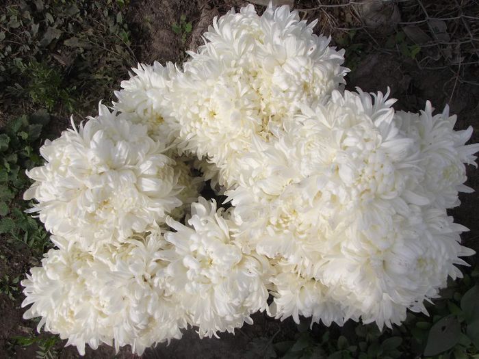white olymp - Crizanteme 2013