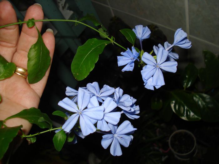 Plumbago - FLORI 2013