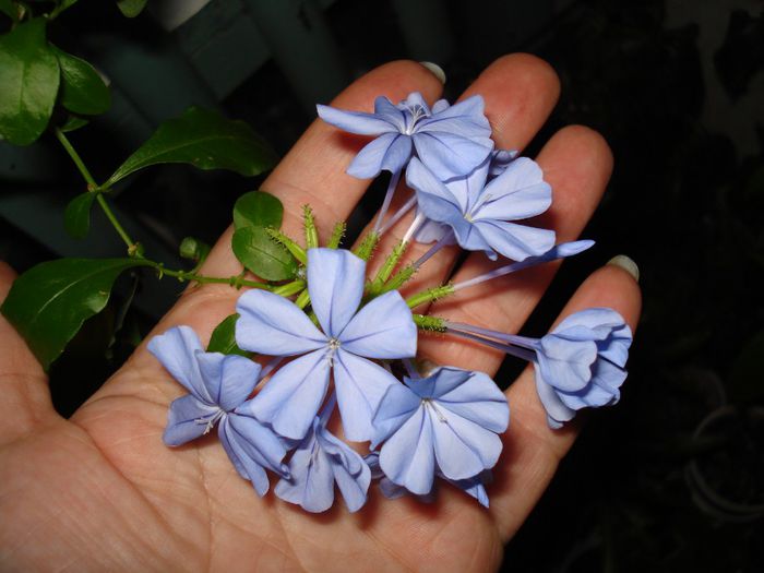 DSC05898 - FLORI 2013