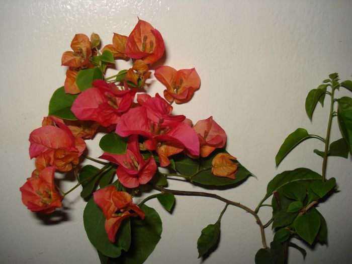 Bouga Corai - BOUGAINVILLEA