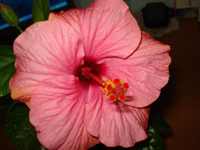 Venetie - Hibiscus Venetie