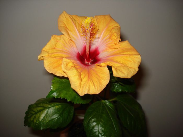 Yellow Holiday - Hibiscus Yellow Holiday