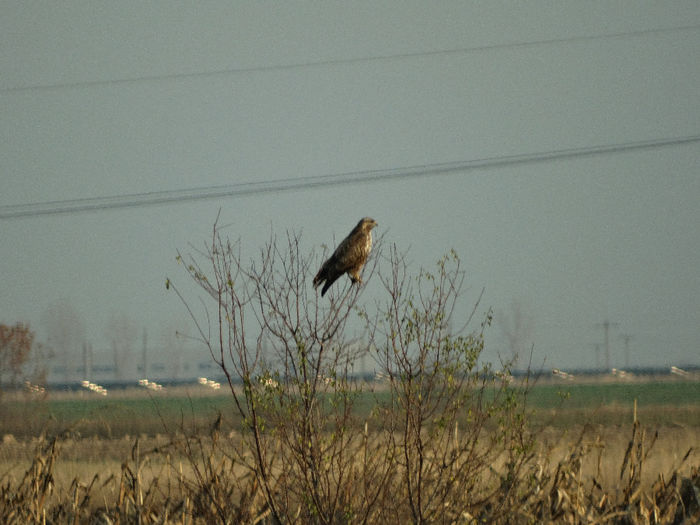 Şorecar comun; Buteo buteo
