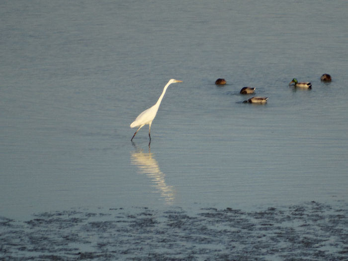 Egreta mare; Egretta alba

