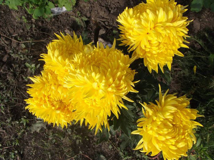 yellow olymp - Crizanteme 2013