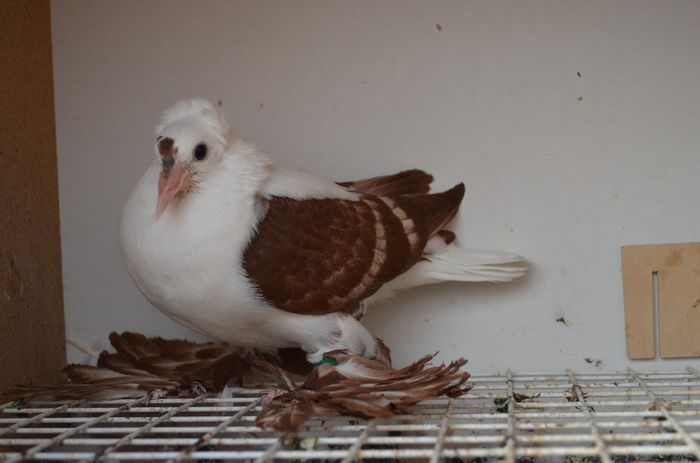 vandut; randunica_nr_14
