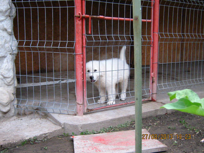 Picture 024 - CIOBANESC DE BUCOVINA