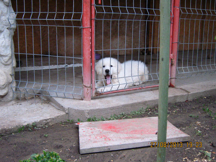 Picture 027 - CIOBANESC DE BUCOVINA