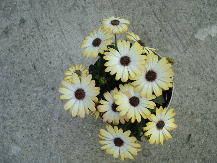 osteospermum - FLORI DE CAMERĂ