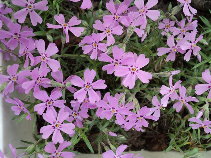 Phlox subulata