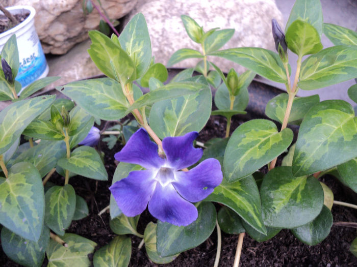 vinca,am pierdut-o.