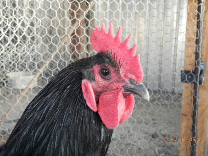 3023-2 - Australorp Negru 11-2013 COCOSI