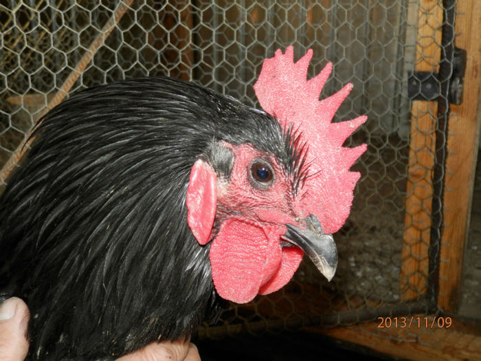 3023-3 - Australorp Negru 11-2013 COCOSI