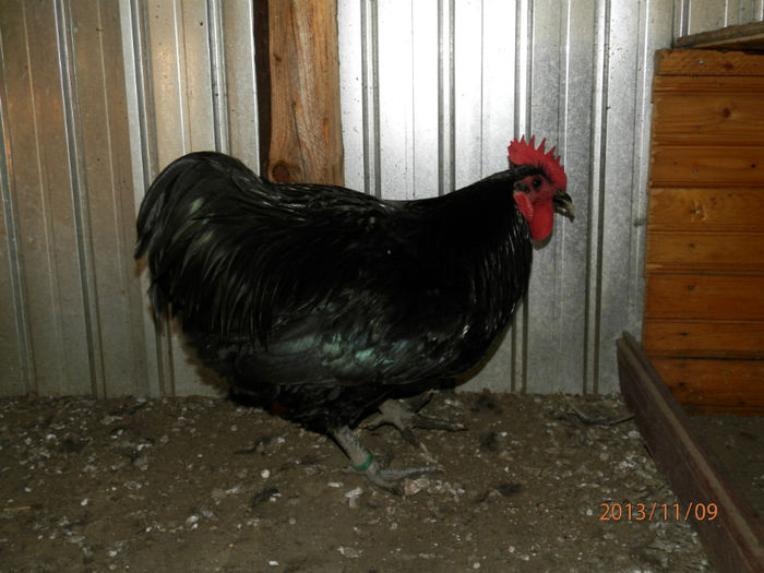 3023-6 - Australorp Negru 11-2013 COCOSI