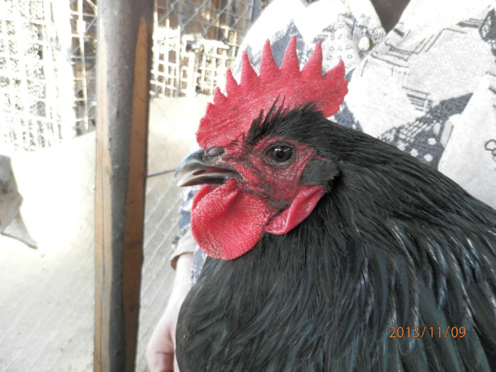 3033-2 - Australorp Negru 11-2013 COCOSI