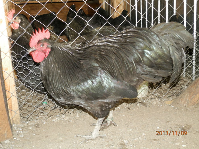 3033-4 - Australorp Negru 11-2013 COCOSI