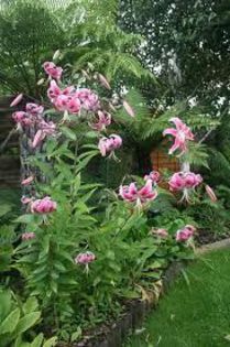 SPECIOSUM RUBRUM - Comanda crini