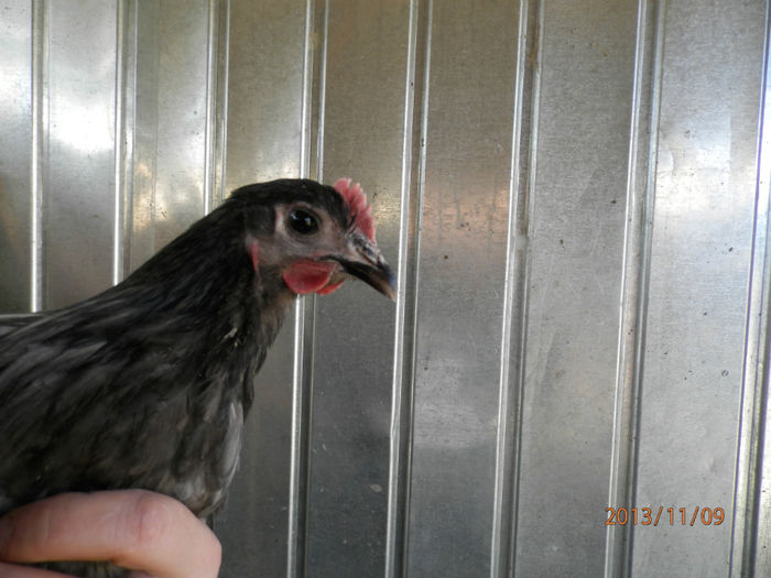 3704-1 - Australorp Albastru 11-2013