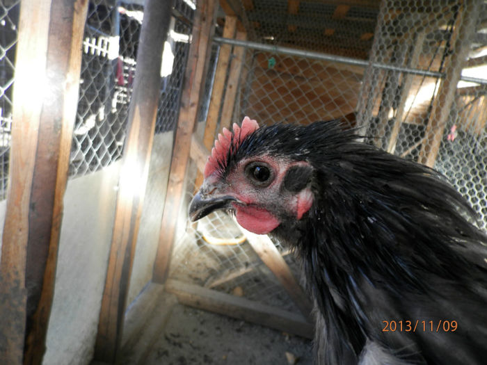 3705-3 - Australorp Albastru 11-2013