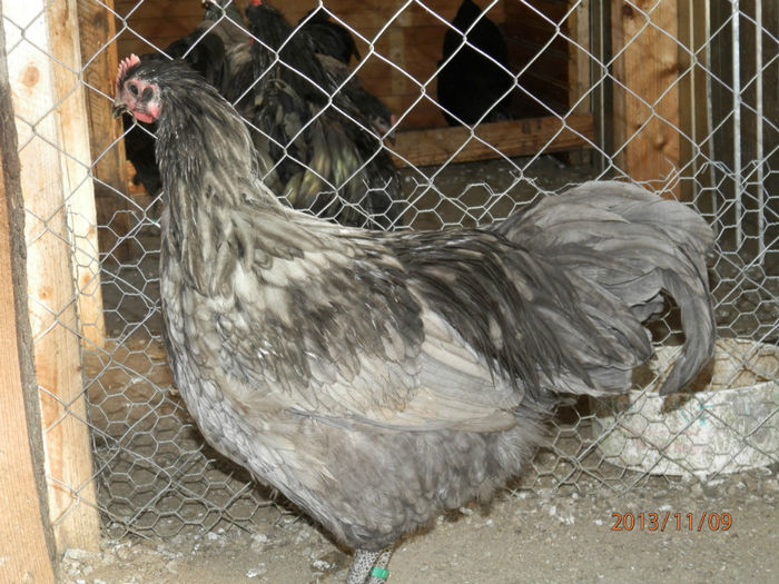 3705-4 - Australorp Albastru 11-2013